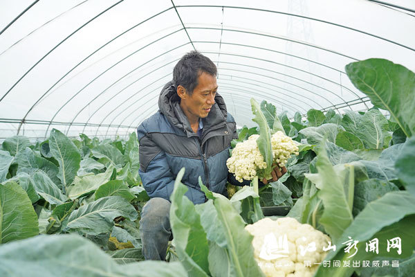 花椰菜豐收